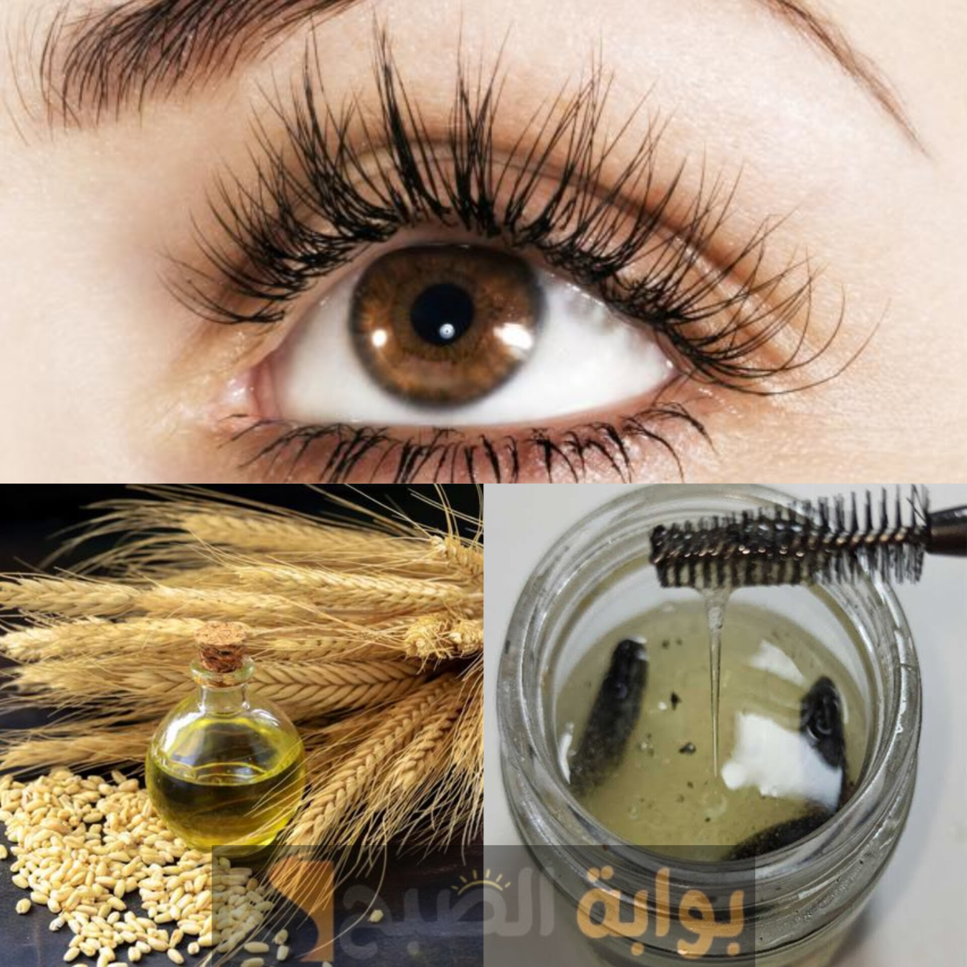 زيت جنين القمح لاطالة الرموش