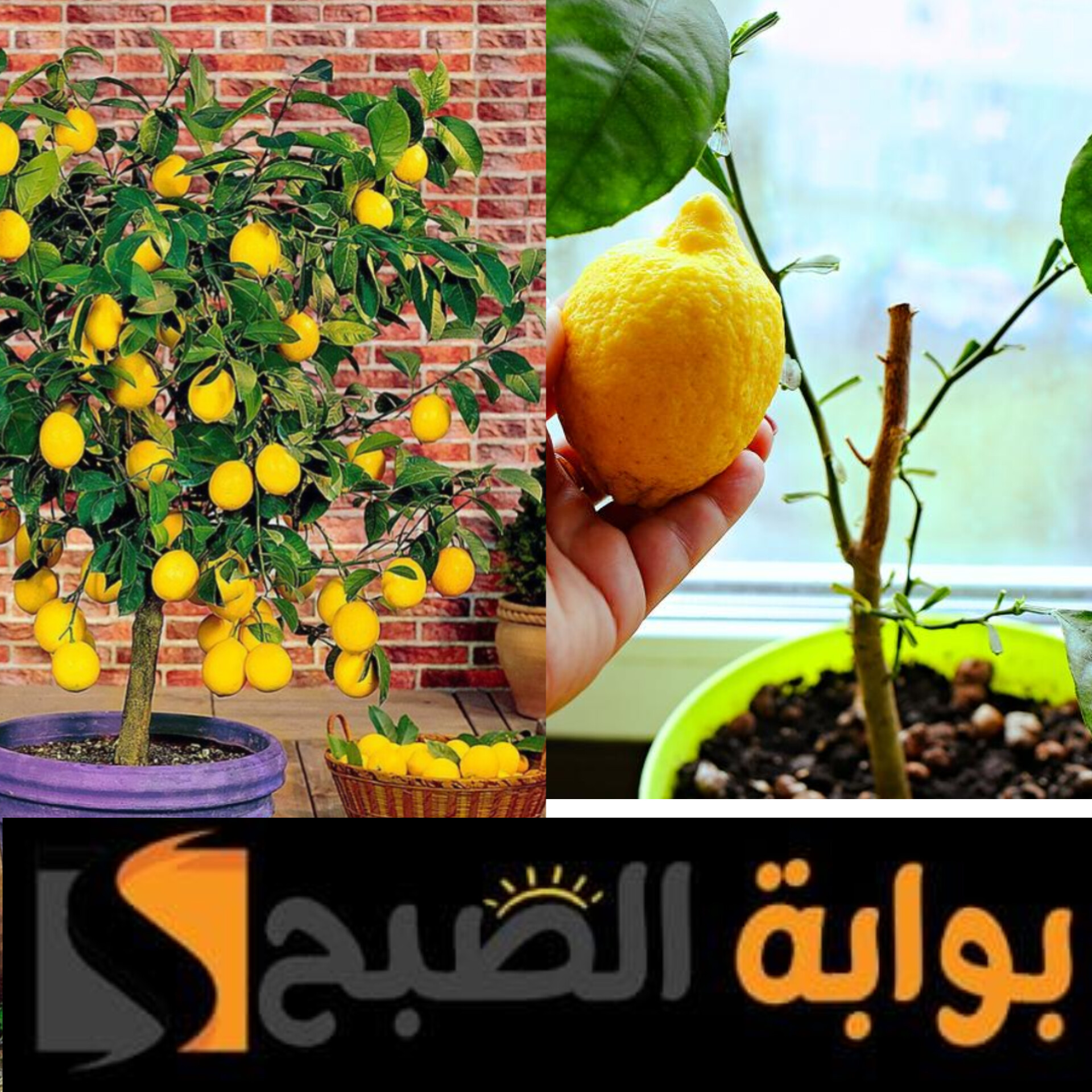 زراعة الليمون في المنزل