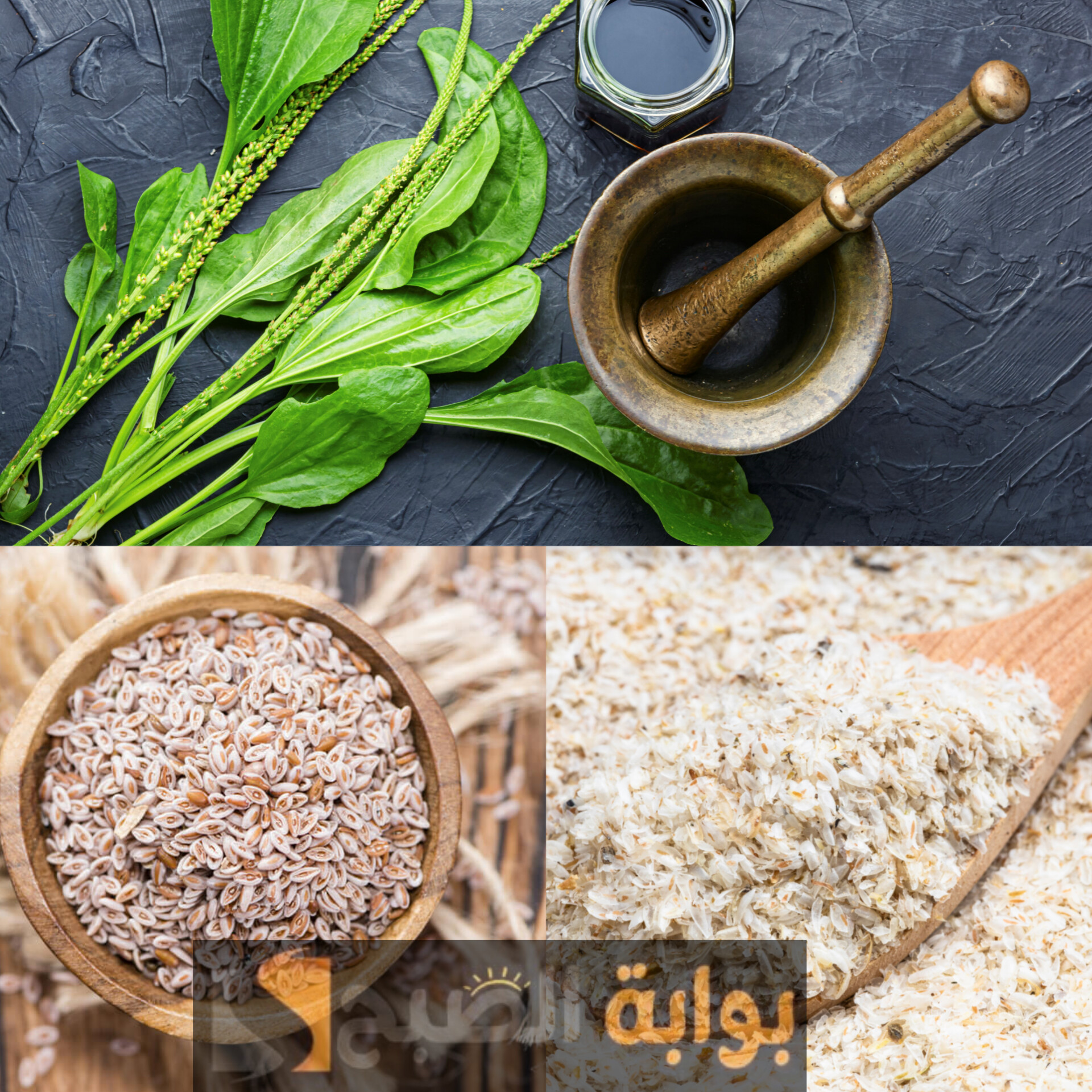 بذور القاطونة لإنقاص الوزن