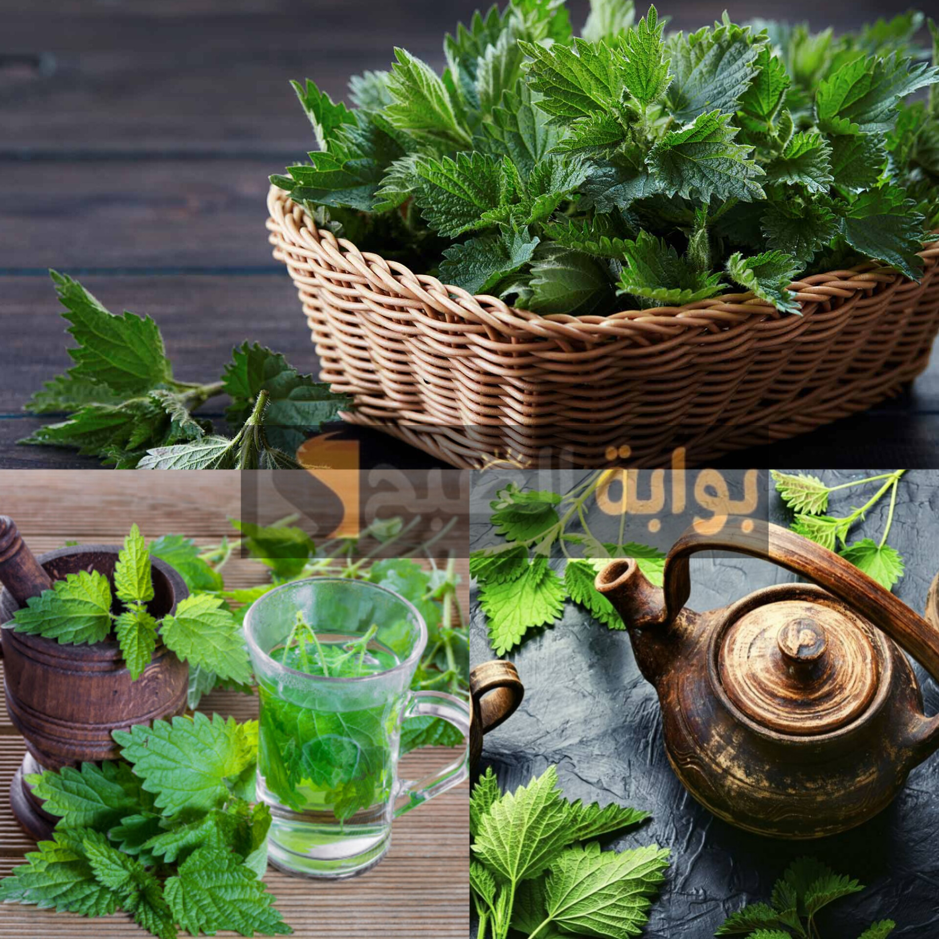 عشبة القراص للشعر