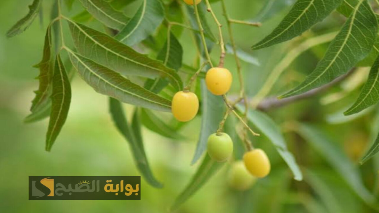وصفة النيم للبشرة
