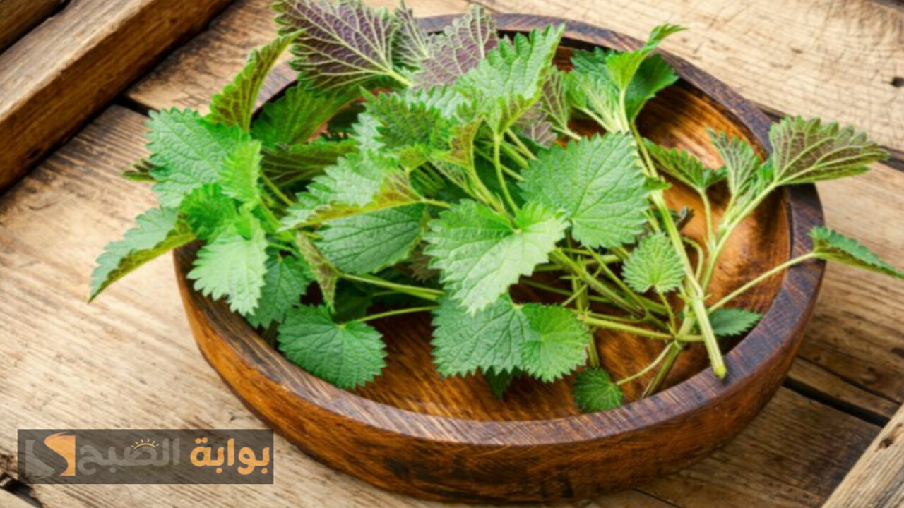 ماء القراص للشعر