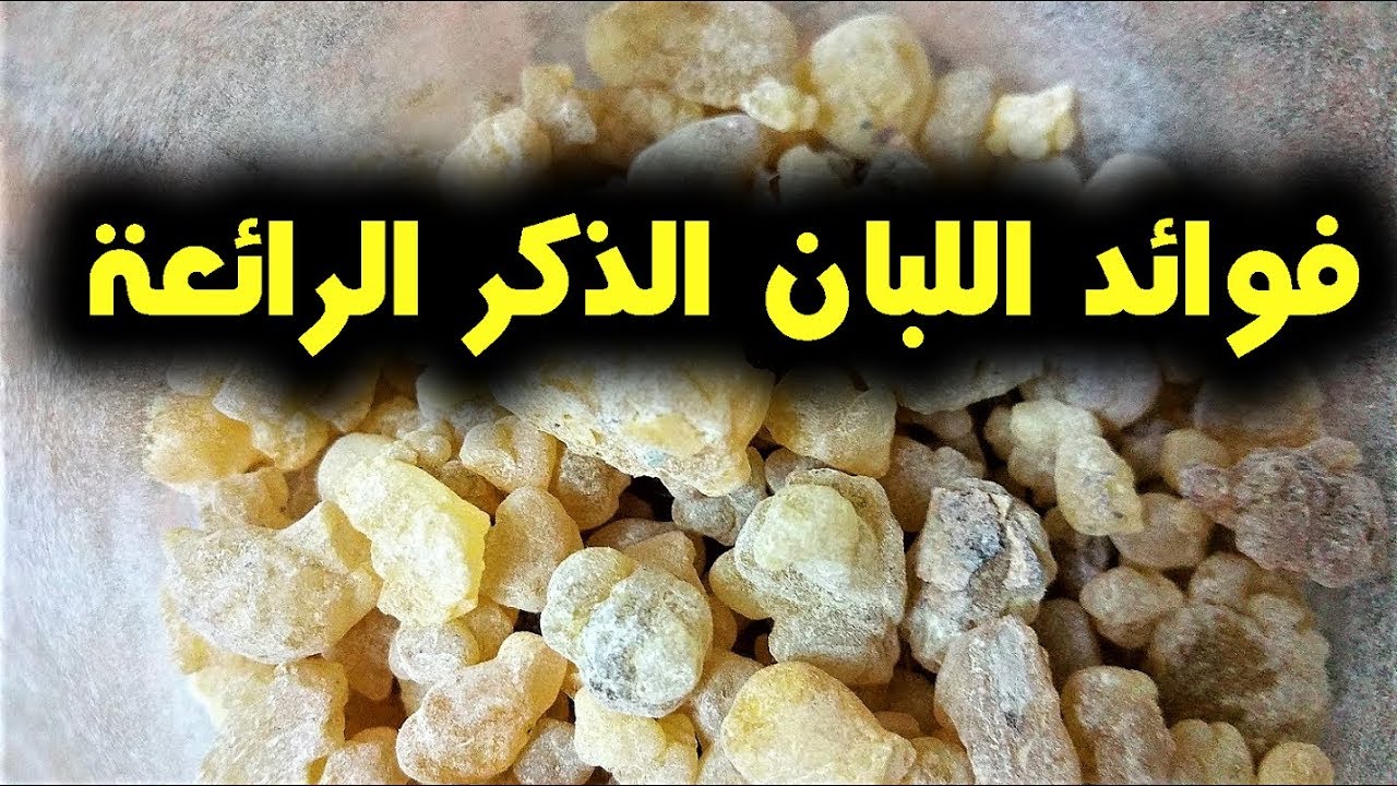 فوائد لبان الذكر على الريق كل ليلة فهذا ما يفعله بجسمك النتيجة ستفاجئك