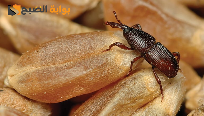كيف أمنع السوس من الانتشار؟ دليل عملي للوقاية والقضاء على السوس