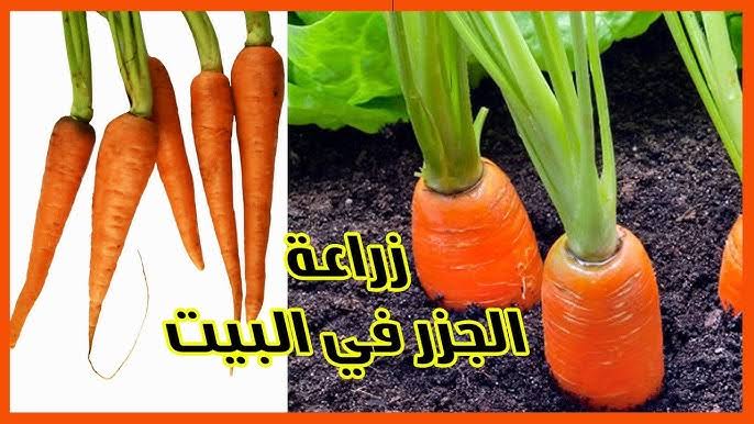 images 2024 01 01T092648.887