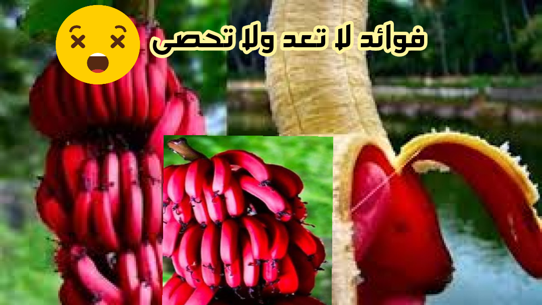 الموز الأحمر