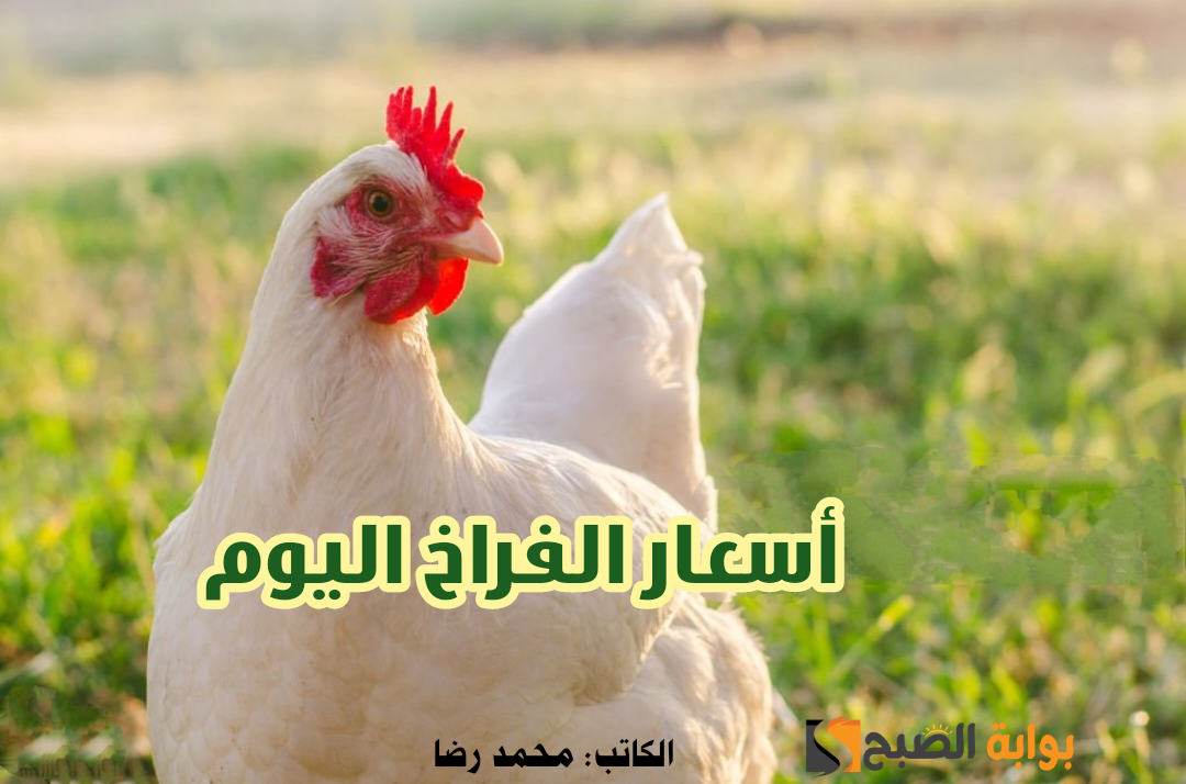 بكام الفراخ النهاردة.. أسعار الدواجن اليوم الثلاثاء 23 يناير 2024 في الأسواق والمزارع المصرية.. ومفاجأة في سعر كرتونة البيض!!