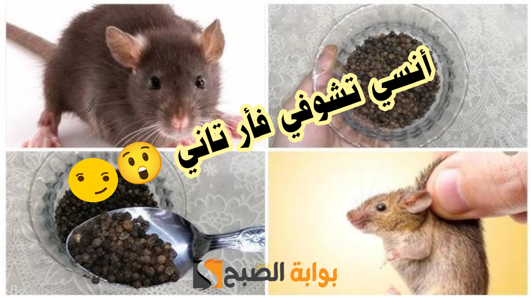 التخلص من الفئران