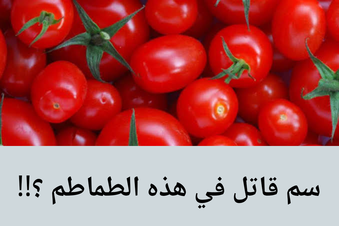 احذر منها أثناء الشراء.. 8 علامات توضح أن الطماطم الموجودة في منزلك فاسدة وغير صالحة للتناول!!