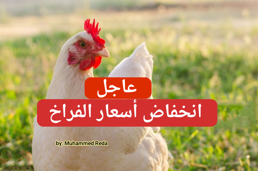 الكل هيشتري ويخزن.. انخفاض أسعار الفراخ البيضاء اليوم الخميس 25 يناير 2024 في محالّ الدواجن والمزارع!!