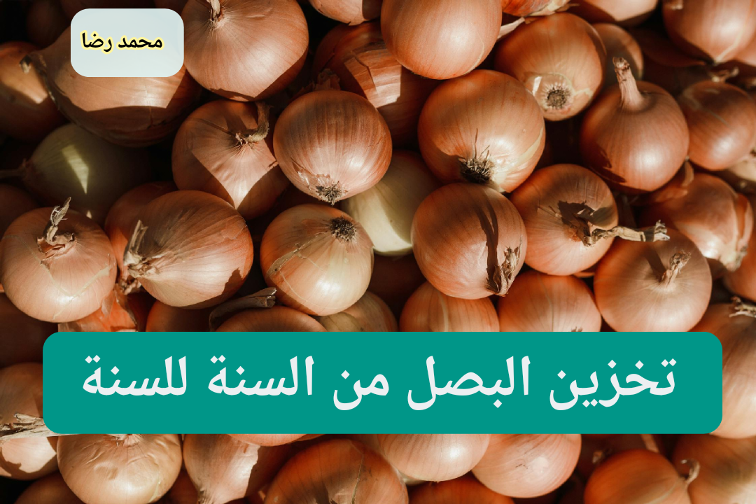 تخزين البصل