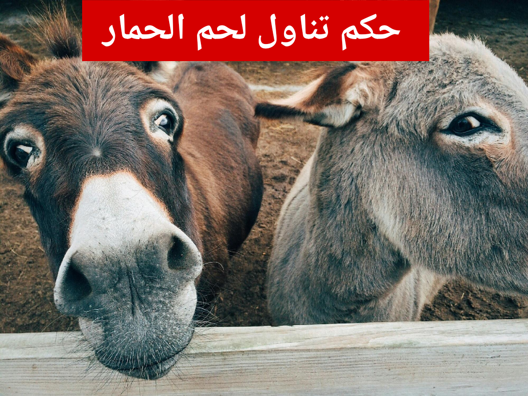 بعد انتشار شبهة اللحوم.. دار الإفتاء توضح حكم تناول لحم الحمار