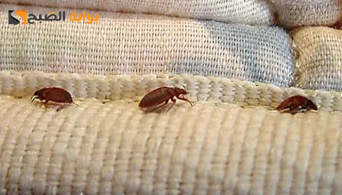 ما سبب وجود السوس في غرفة النوم؟ وطرق القضاء عليه