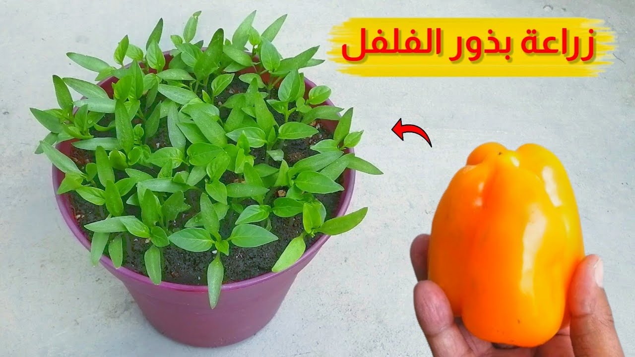 طريقة زراعة الفلفل الاخضر في البيت