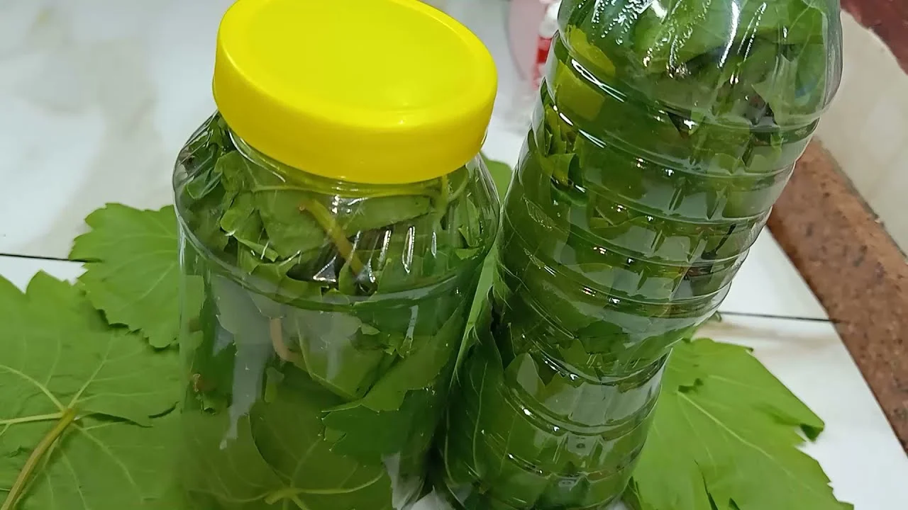 تخزين ورق العنب في البرطمان فكرة مجنونة