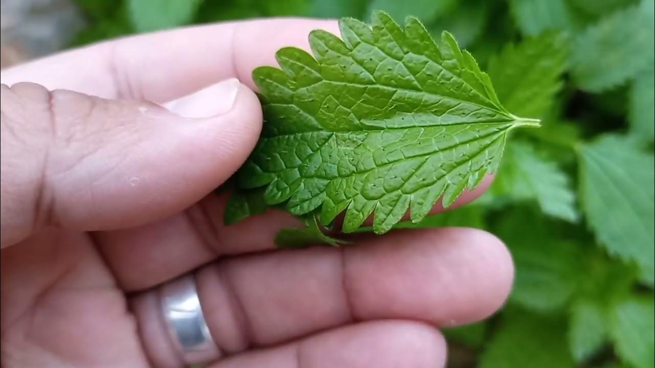 عشبة القراص للشعر