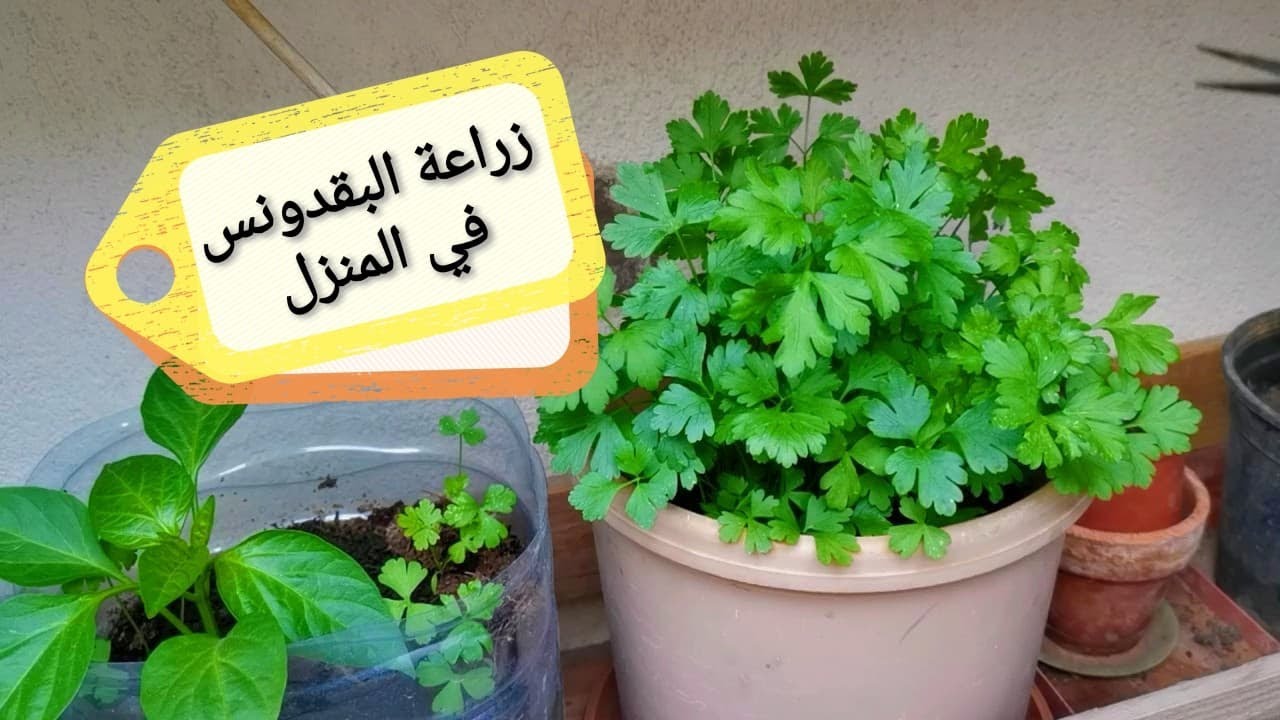 زراعة البقدونس والخضرة فى المنزل بكل سهولة
