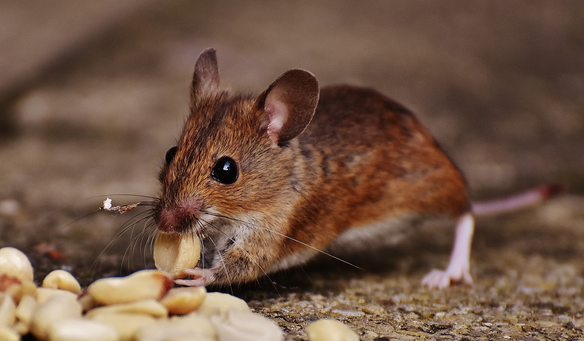 mouse 1751233 1920