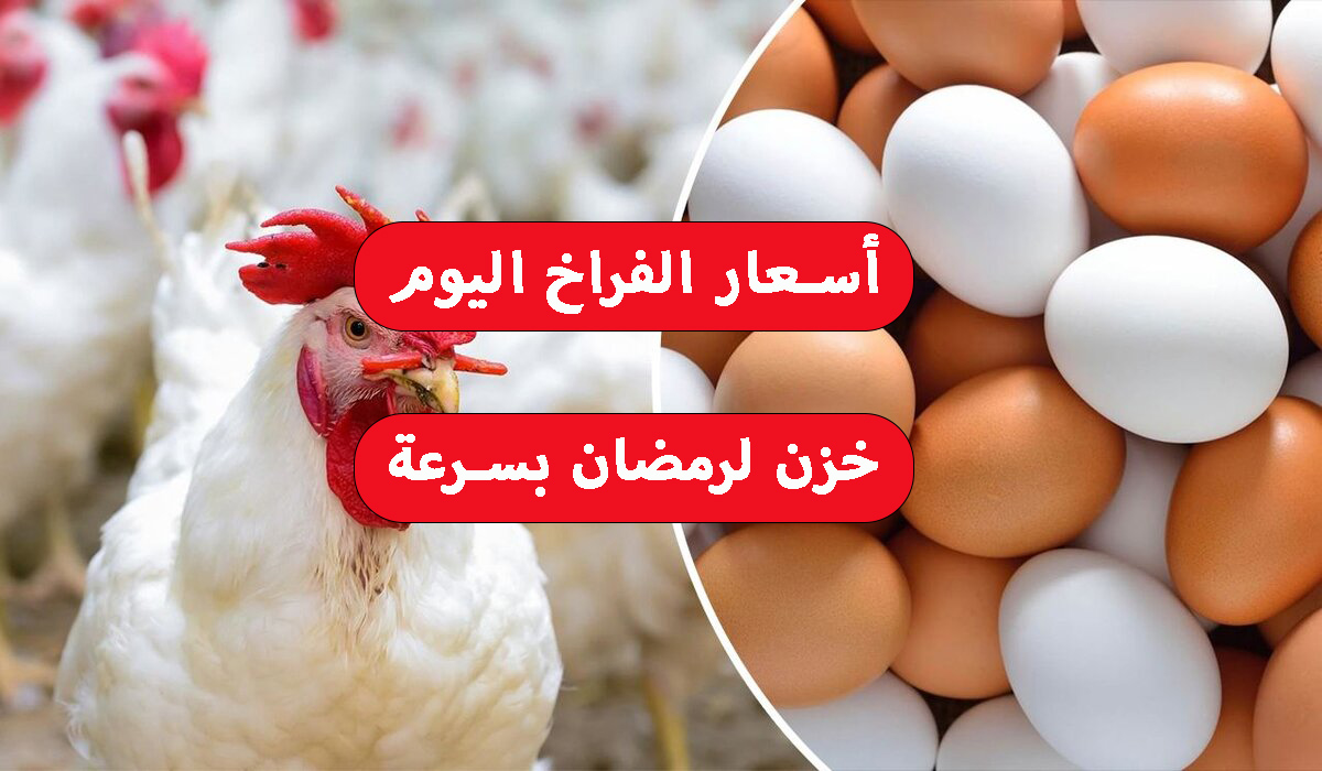 أسعار الدواجن اليوم