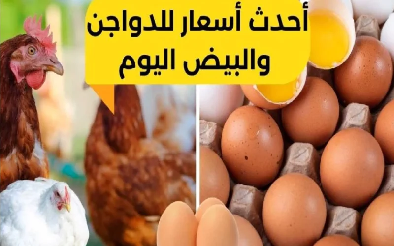 أسعار الفراخ والبيض اليوم الأربعاء 25 أكتوبر 2023 800x500 1