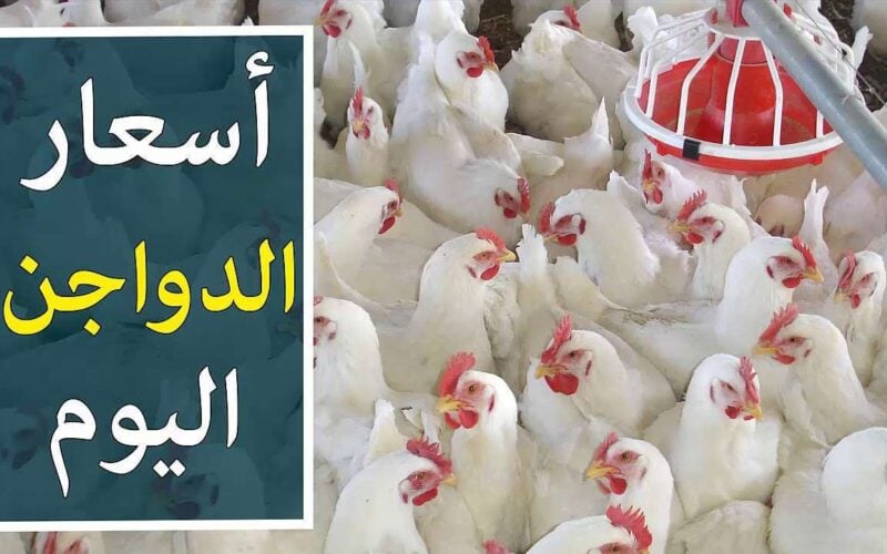 أسعار بورصة الدواجن اليوم
