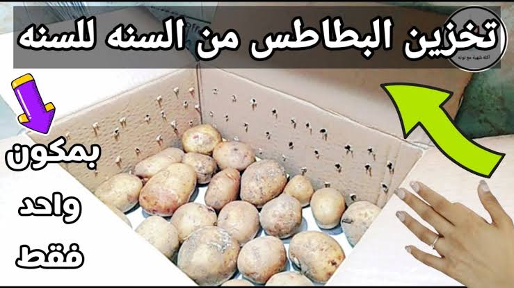 طول عمرنا بنخزن البطاطس غلط.. ملعقة واحدة لتخزين البطاطس لأطول فترة ممكنة من غير ما طعمها يتغير او يبوظ