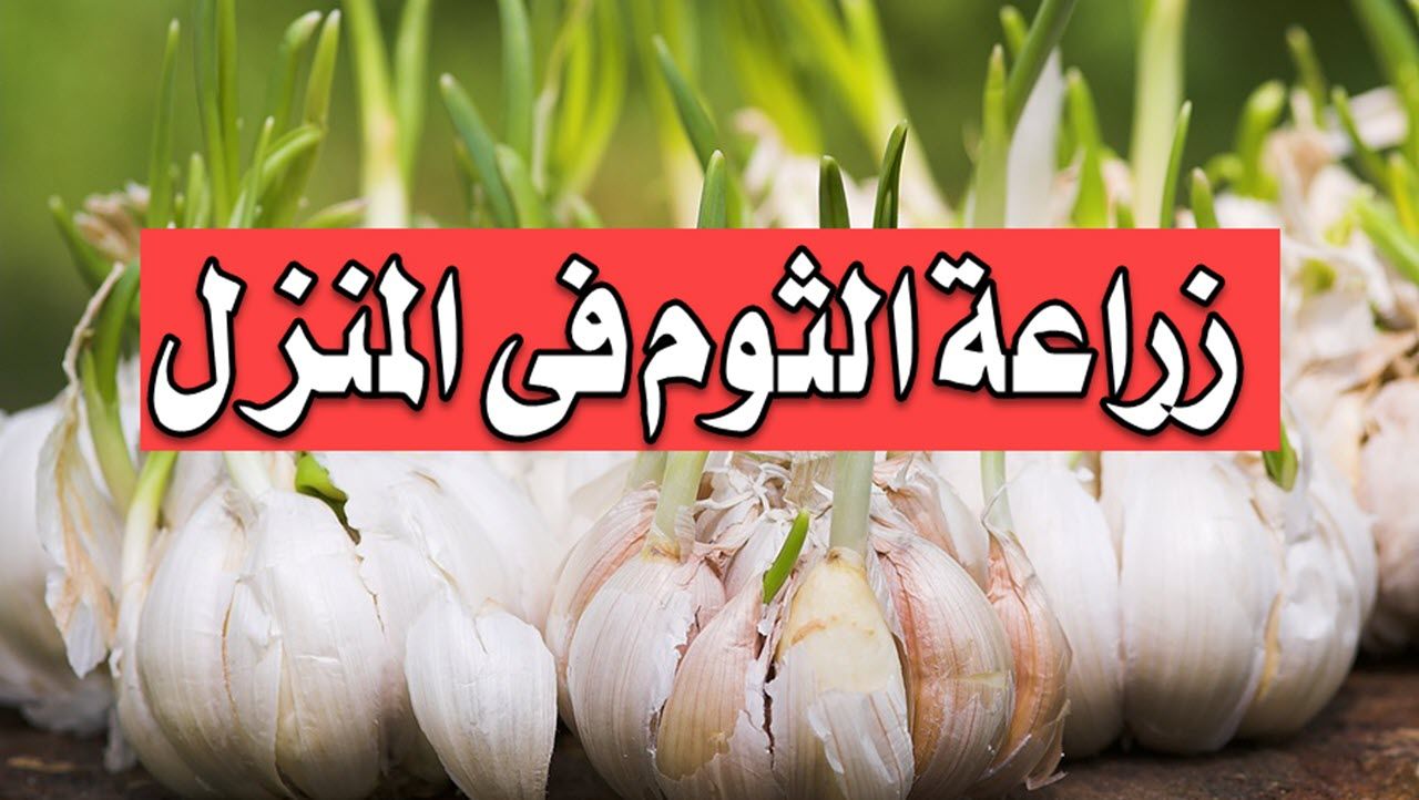 طريقة زراعة الثوم في المنزل