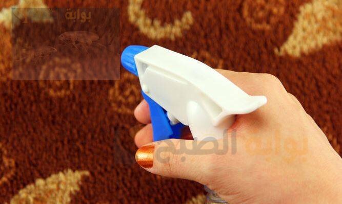 كيفية التخلص من البراغيث في البيت بطريقة سهله وبسيطة
