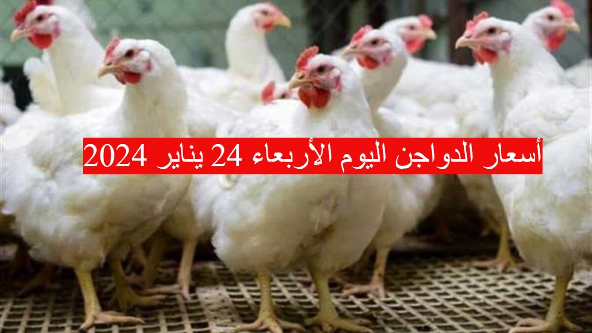 الفراخ