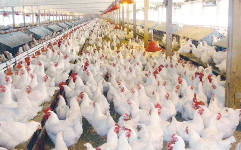 انخفاض أسعار بورصة الدواجن