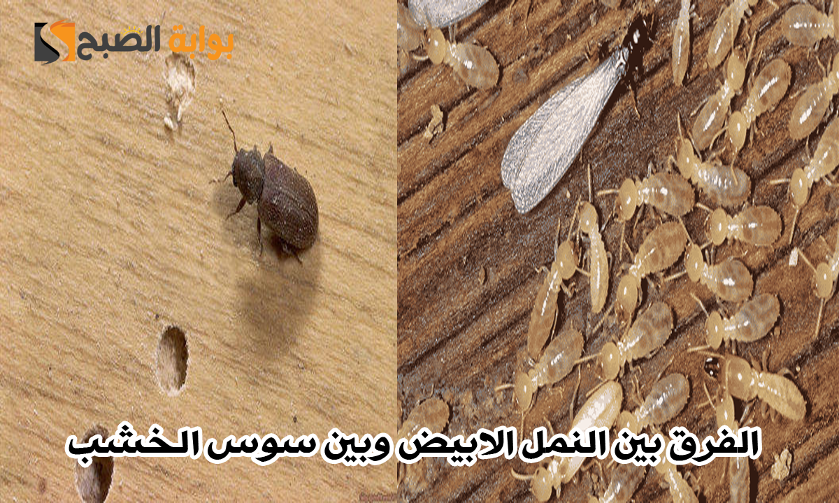 ما هو الفرق بين النمل الابيض وبين سوس الخشب؟