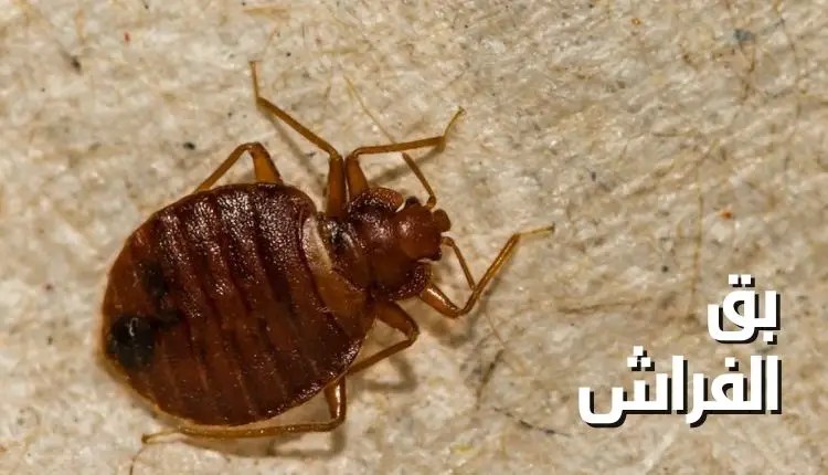 وصفة للتخلص من بق الفراش