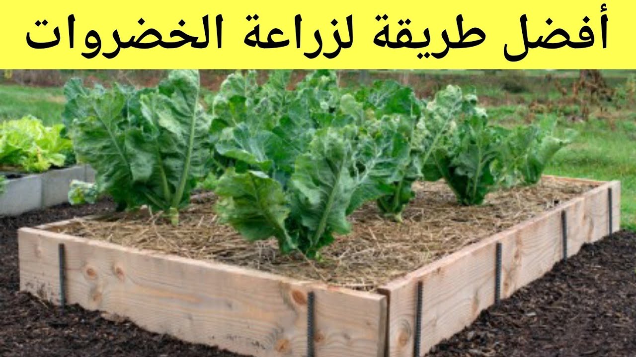 خضروات يمكن زراعتها في المنزل