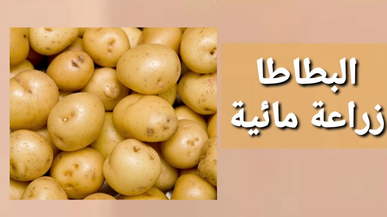 خطوات زراعة البطاطس بدون تربة