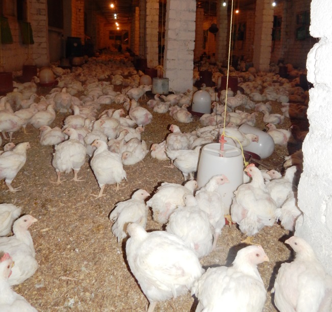 طريقة تربية الطيور ورعايتها في المنزل