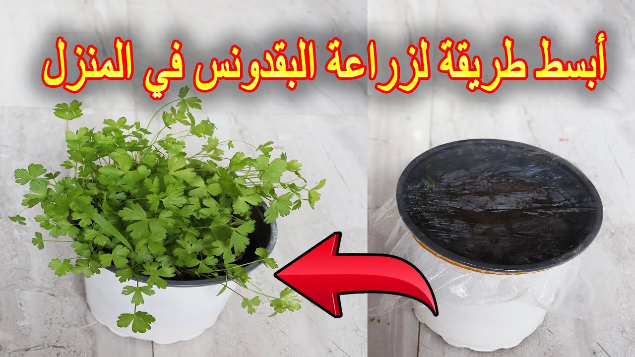 زراعة البقدونس في المنزل