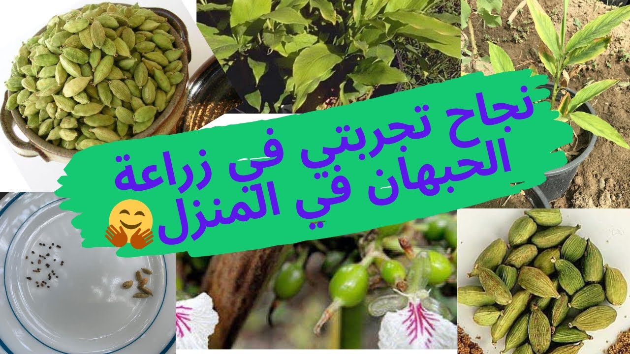 طريقة زراعة الحبهان في المنزل