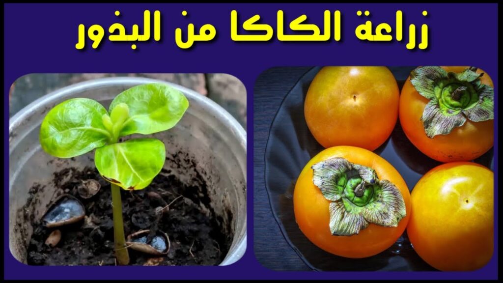 زراعة الكاكا 1024x576 1