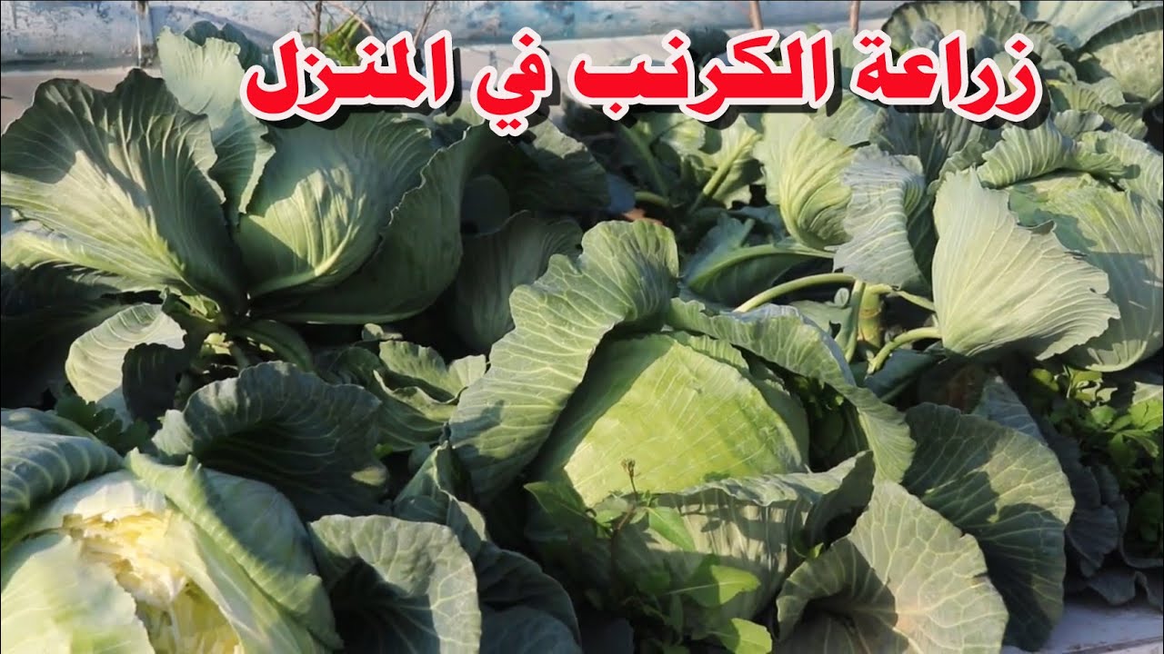 طريقة زراعة الكرنب في المنزل