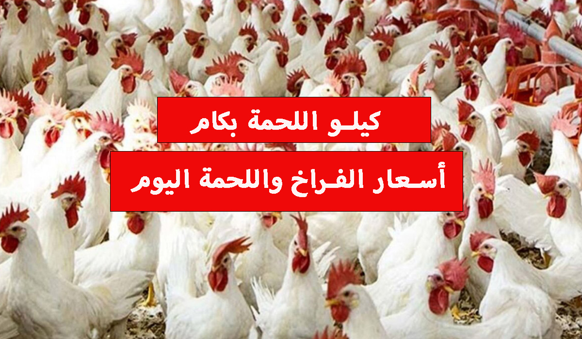 سعر الفراخ وأسعار اللحوم