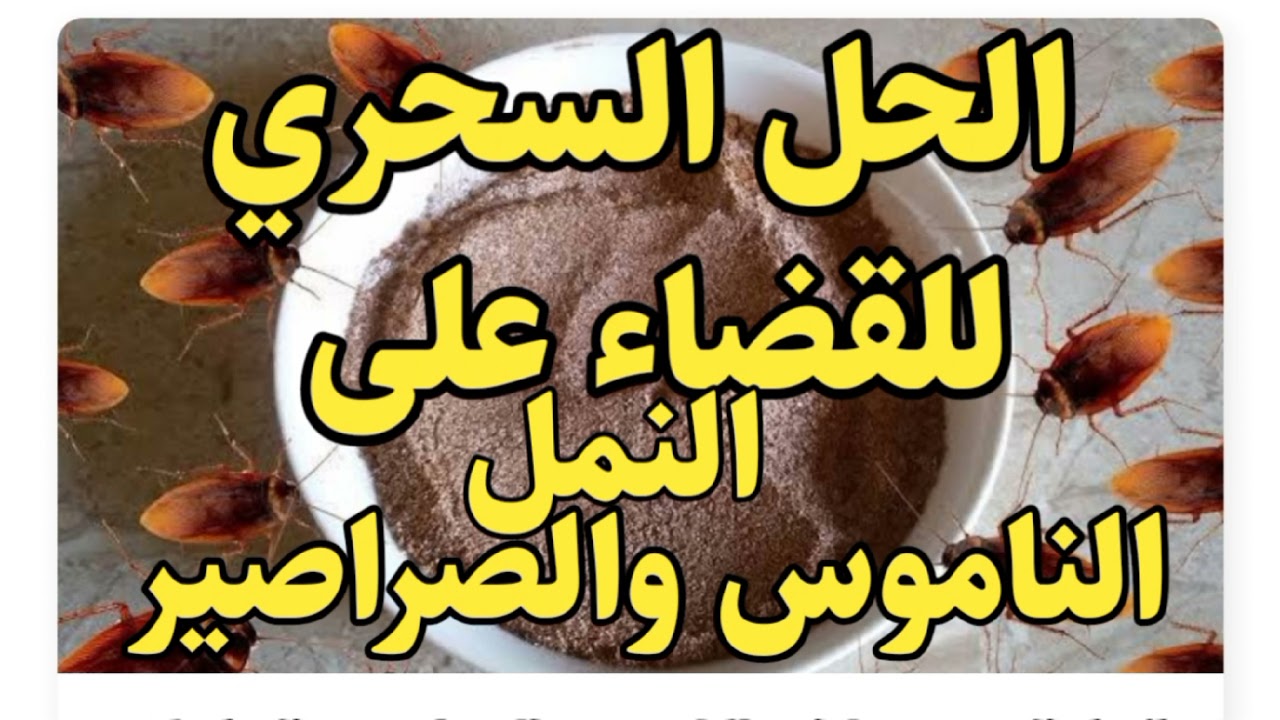 طريقة التخلص من النمل والصراصير