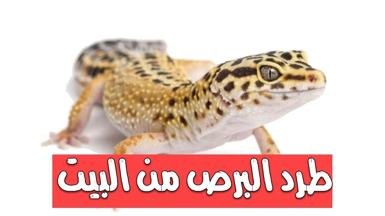 طرق طرد البرص من البيت
