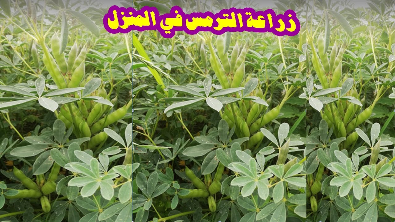 طريقة زراعة الترمس في المنزل