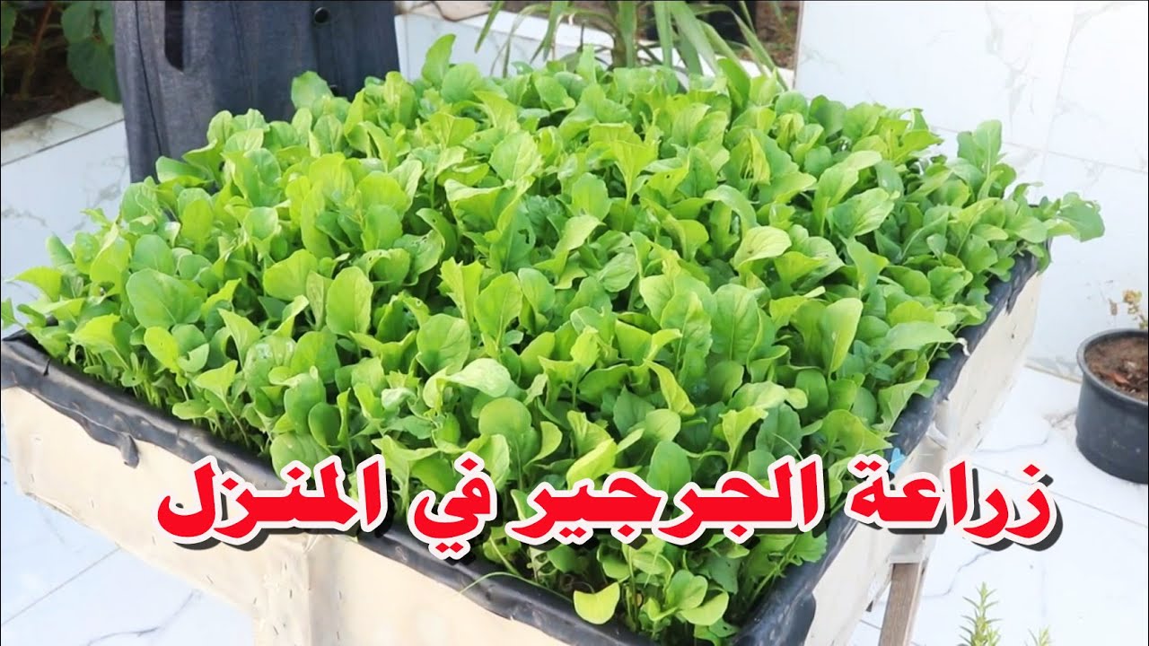 طريقة زراعة الجرجير بالمنزل