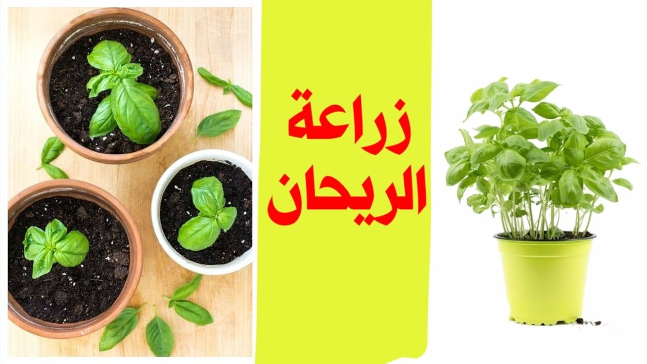 طريقة زراعة الريحان في المنزل 1