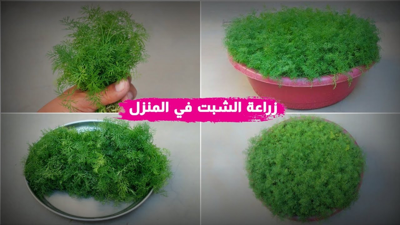 طريقة زراعة الشبت في البيت