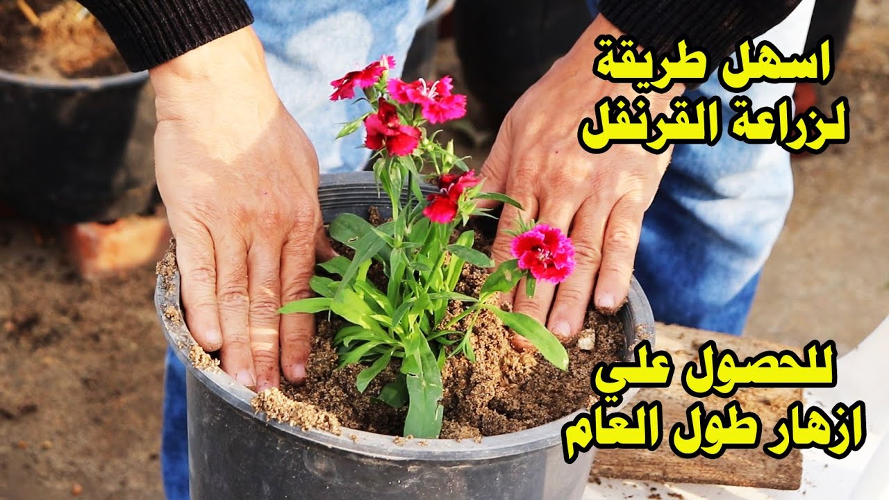 طريقة زراعة القرنفل في المنزل