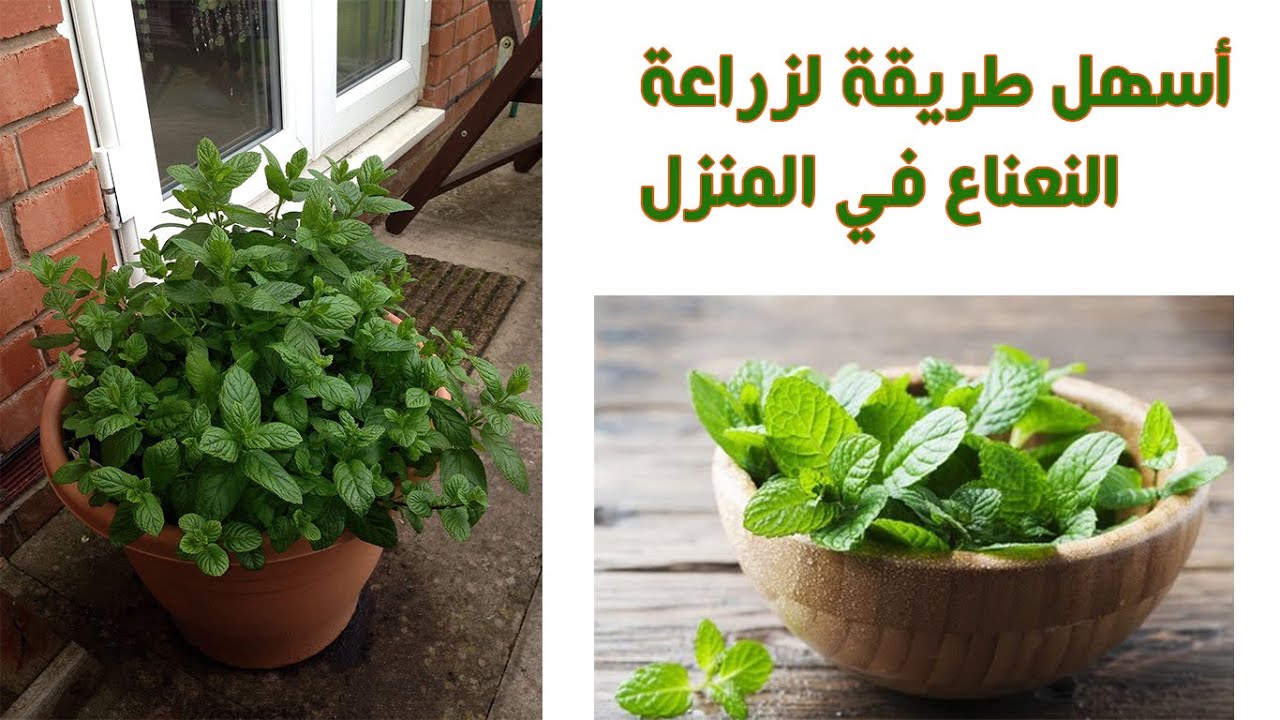 زراعة النعناع في المنزل