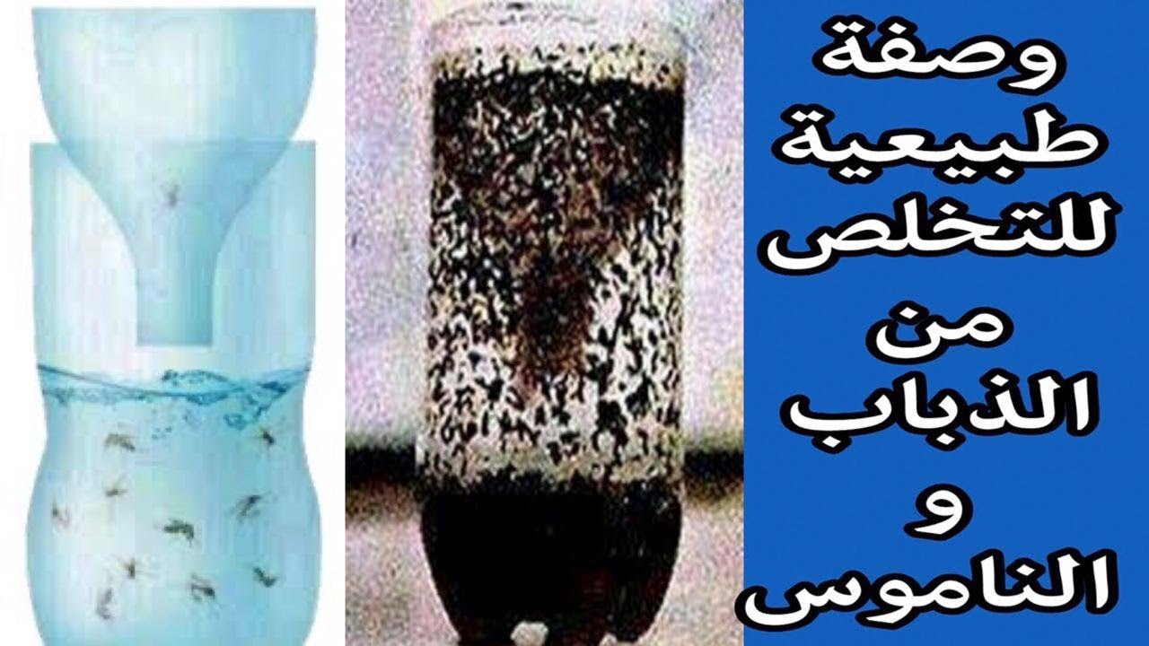 خطوات عمل مصيدة الذباب والناموس