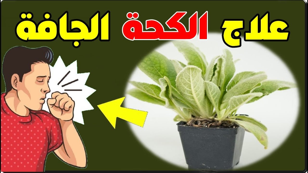 عشبة سحرية للتخلص من البلغم